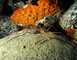 Arrow crab. taken at canary islands off morocco by John Naylor 